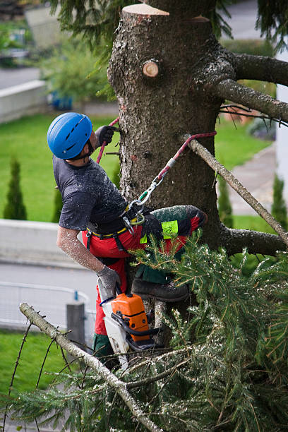 Trusted Gardena, CA Tree Services Experts